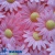 картинка Вафельные МАРГАРИТКИ розовые 200 шт tp86642 от Торговой Компании "Зима"