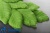 картинка Глазурь кондитерская "Листочки Зеленые" (уп 1 кг) от Торговой Компании "Зима"