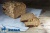 картинка Смесь зерновая хлебопекарная КРОНА "СПОРТ" 50% (мешок 15 кг) ФГИС ЗЕРНО  от Торговой Компании "Зима"